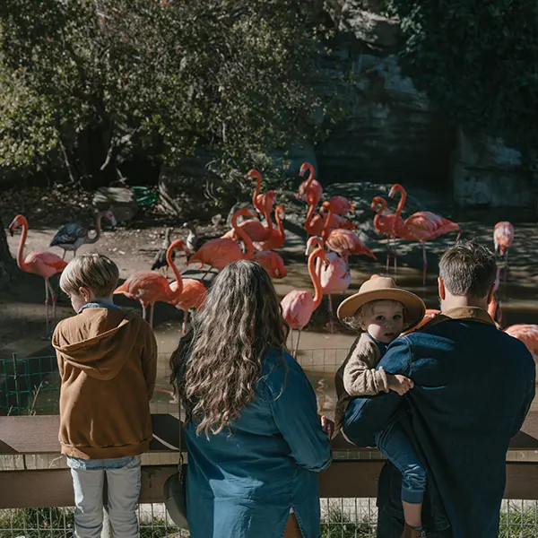 Atascadero Charles Paddock Zoo Family Watching Flamingos