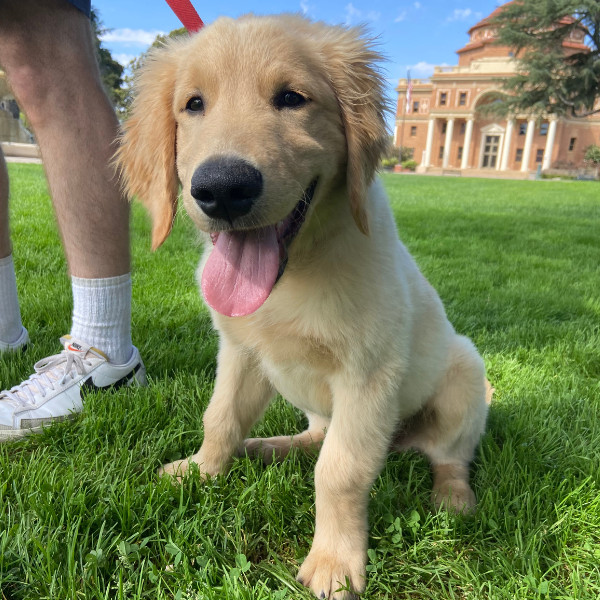 Paws & Play in Atascadero