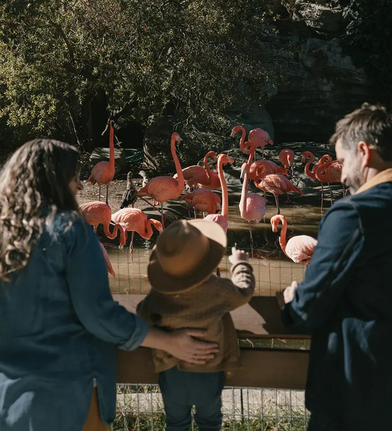 Atascadero Charles Paddock Zoo Family Watching Flamingos